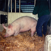 Transporte del cerdo