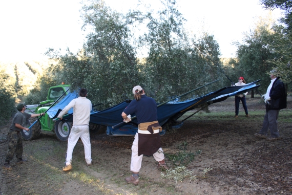 Recogida de la aceituna