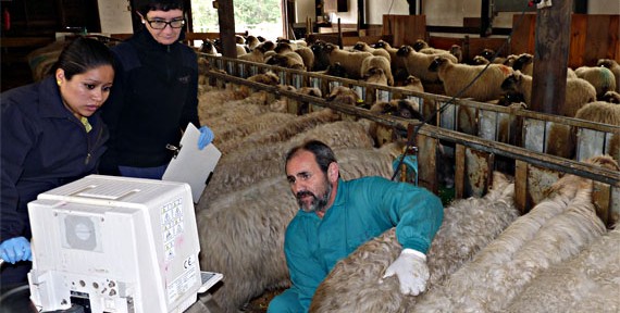 Trabajando para reducir el estrés animal