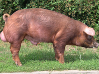 Duroc