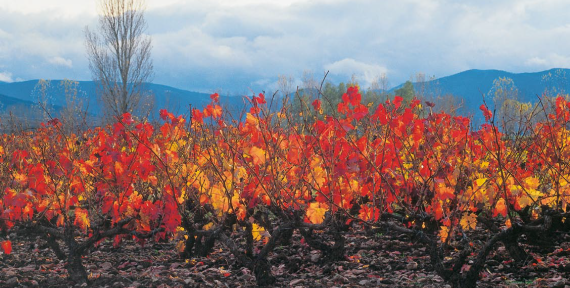 Viña otoño