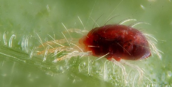 Araña roja