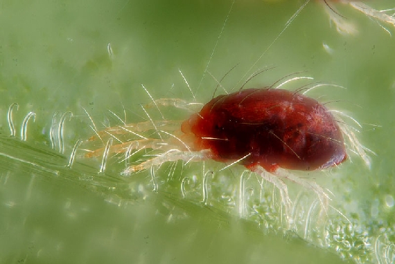 Araña roja