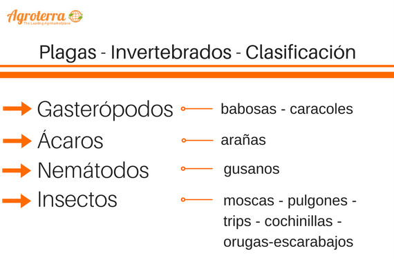 Plagas agrícolas. Clasificación (1). Invertebrados