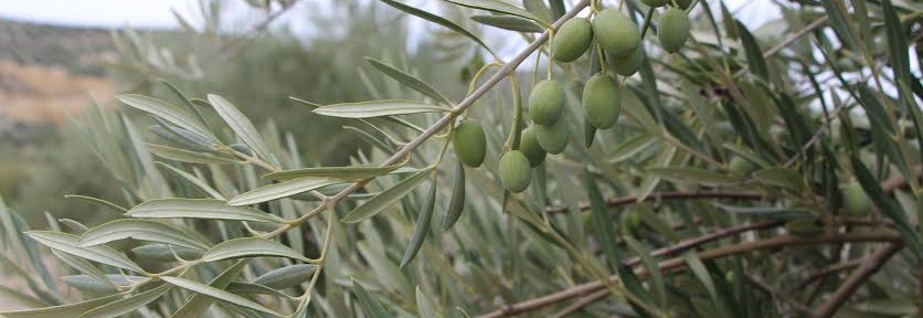 Fungicidas para el olivar a base de Hidróxidos