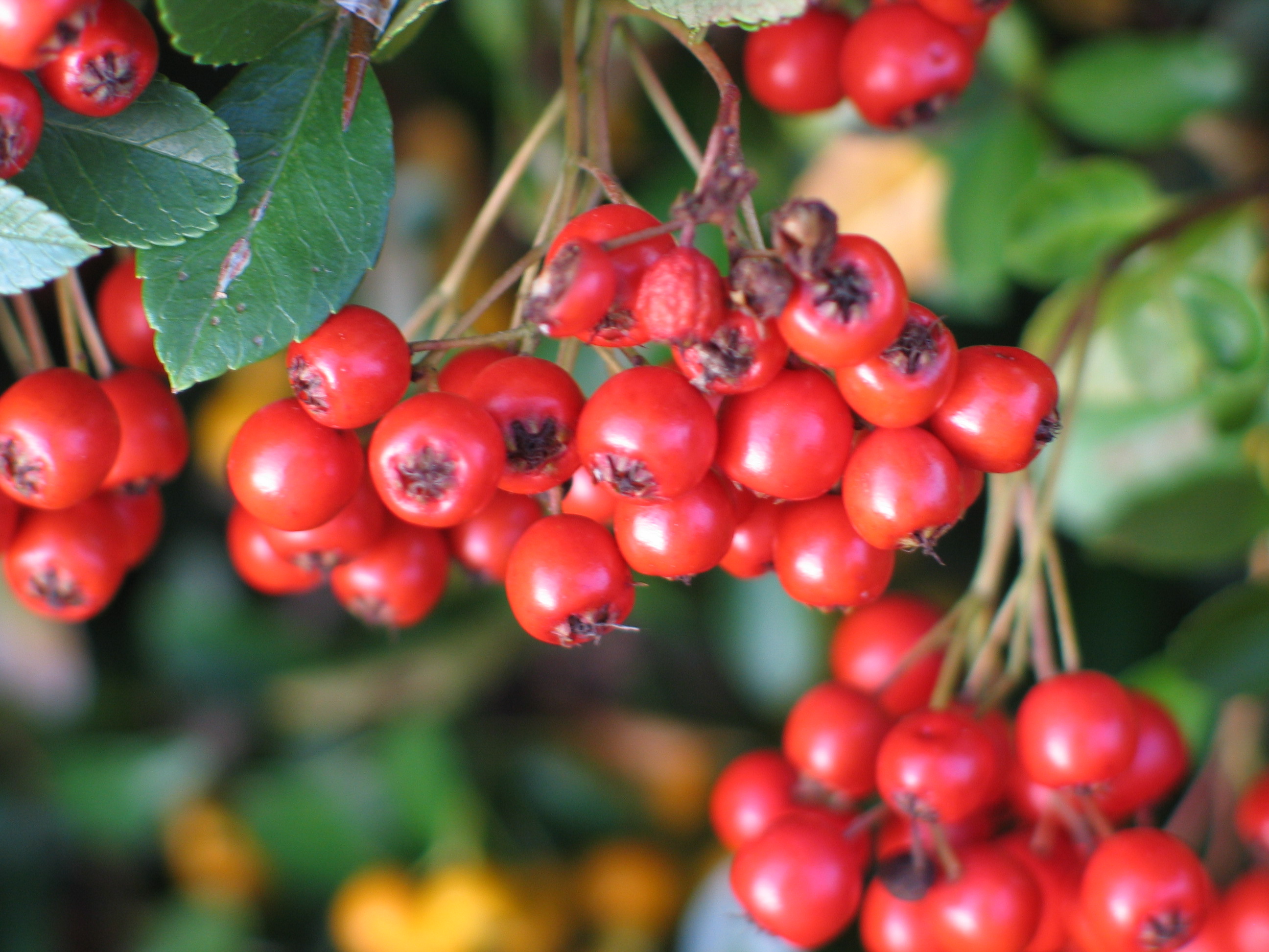 Frutos rojos