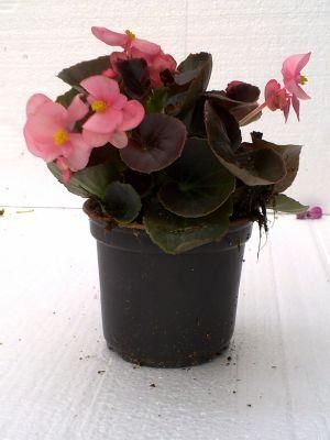 Planta ornamental begonia semperflorens - Agroterra Blog