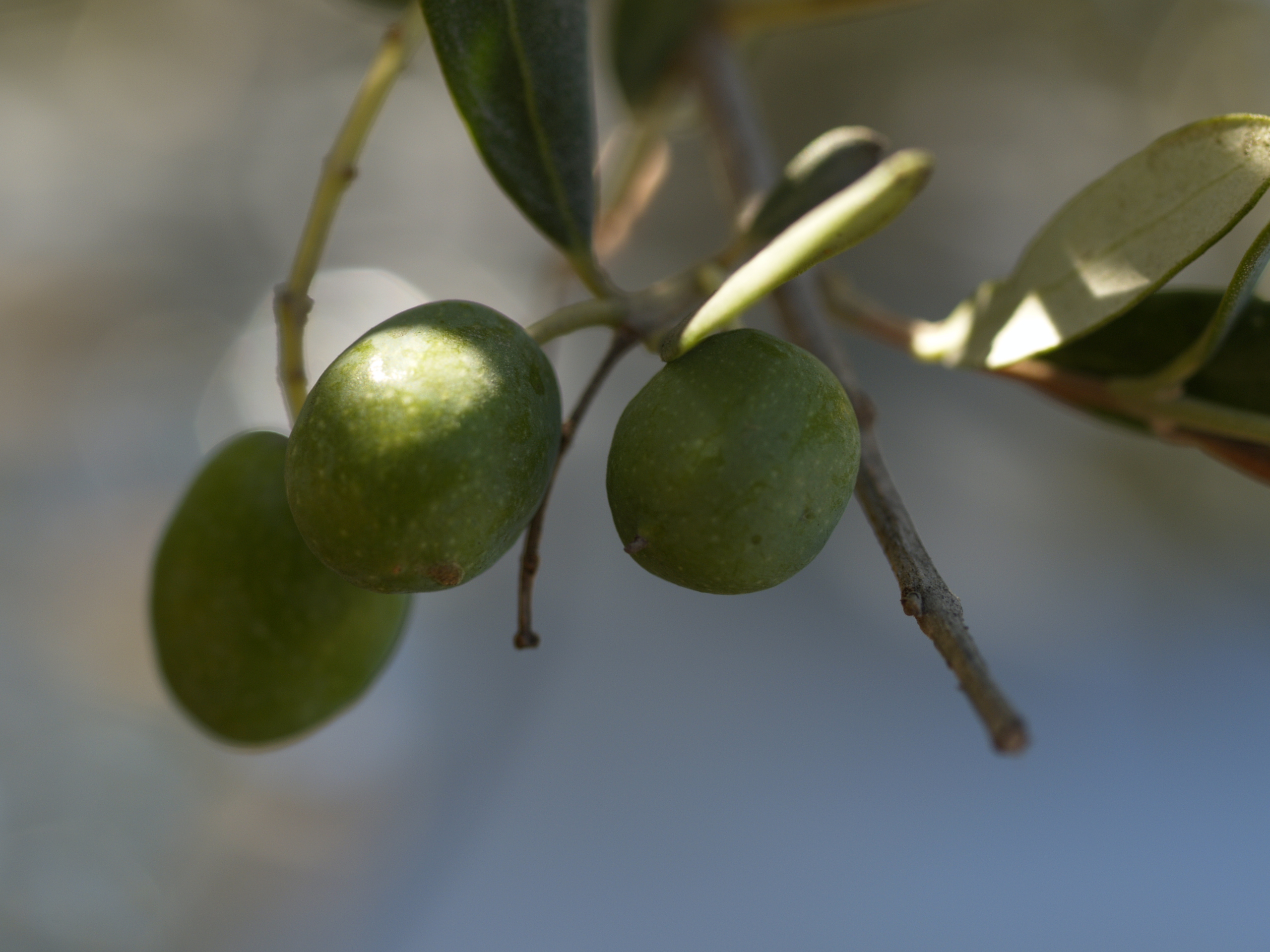 aceitunas