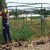 Agricultor cultivando tomates