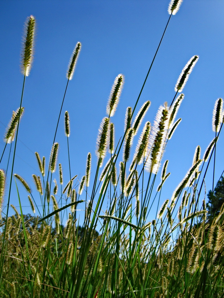 Tall Grass