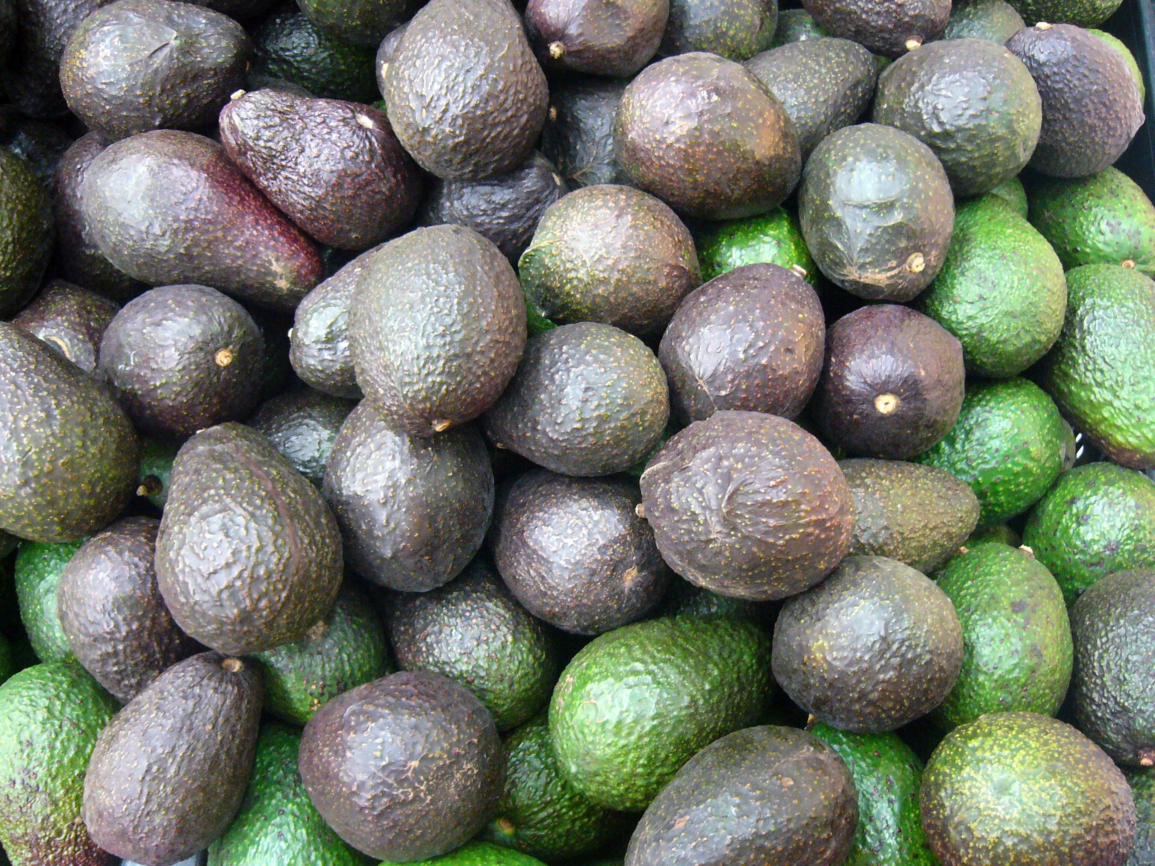 aguacate