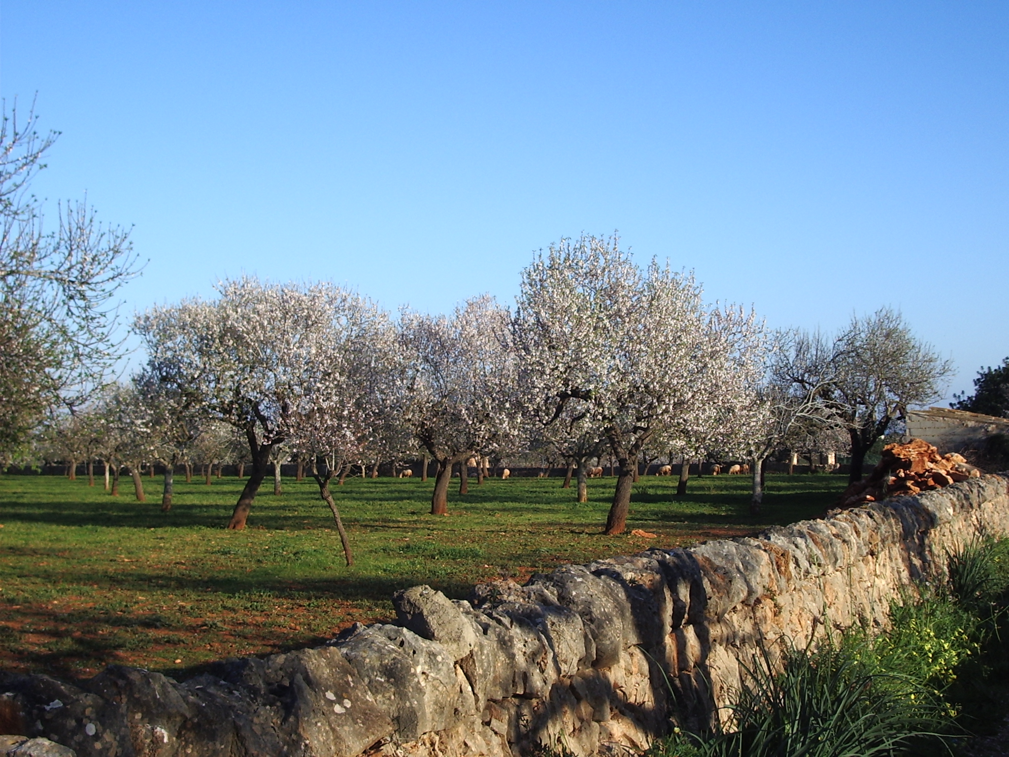 almendros