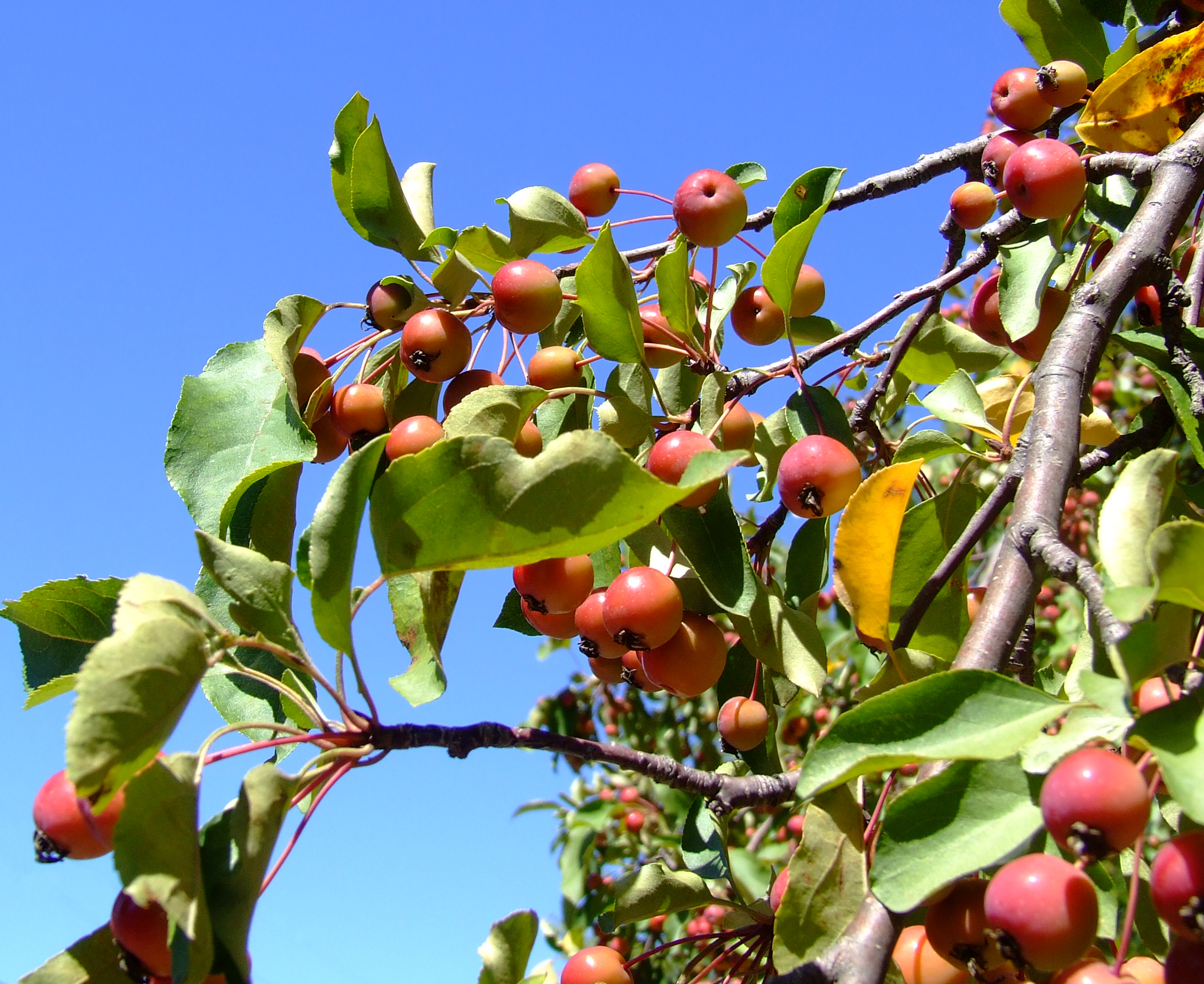 apples