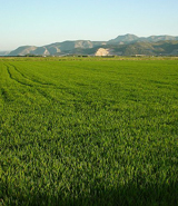 cultivo de arroz