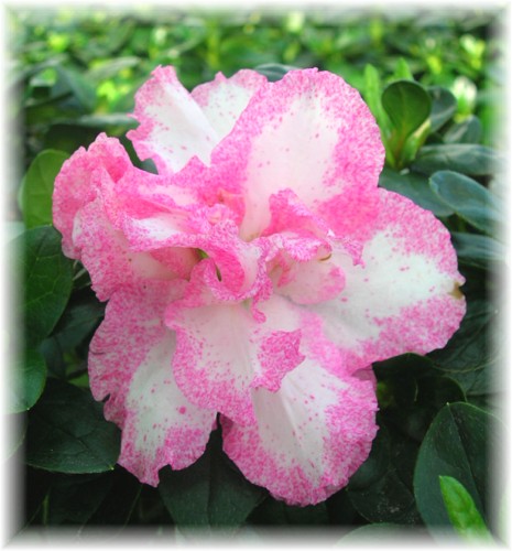 Cuidados de la azalea - Agroterra Blog