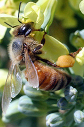 abejas