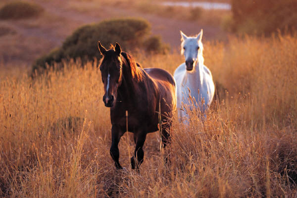 Caballos