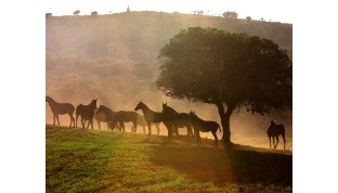 caballos