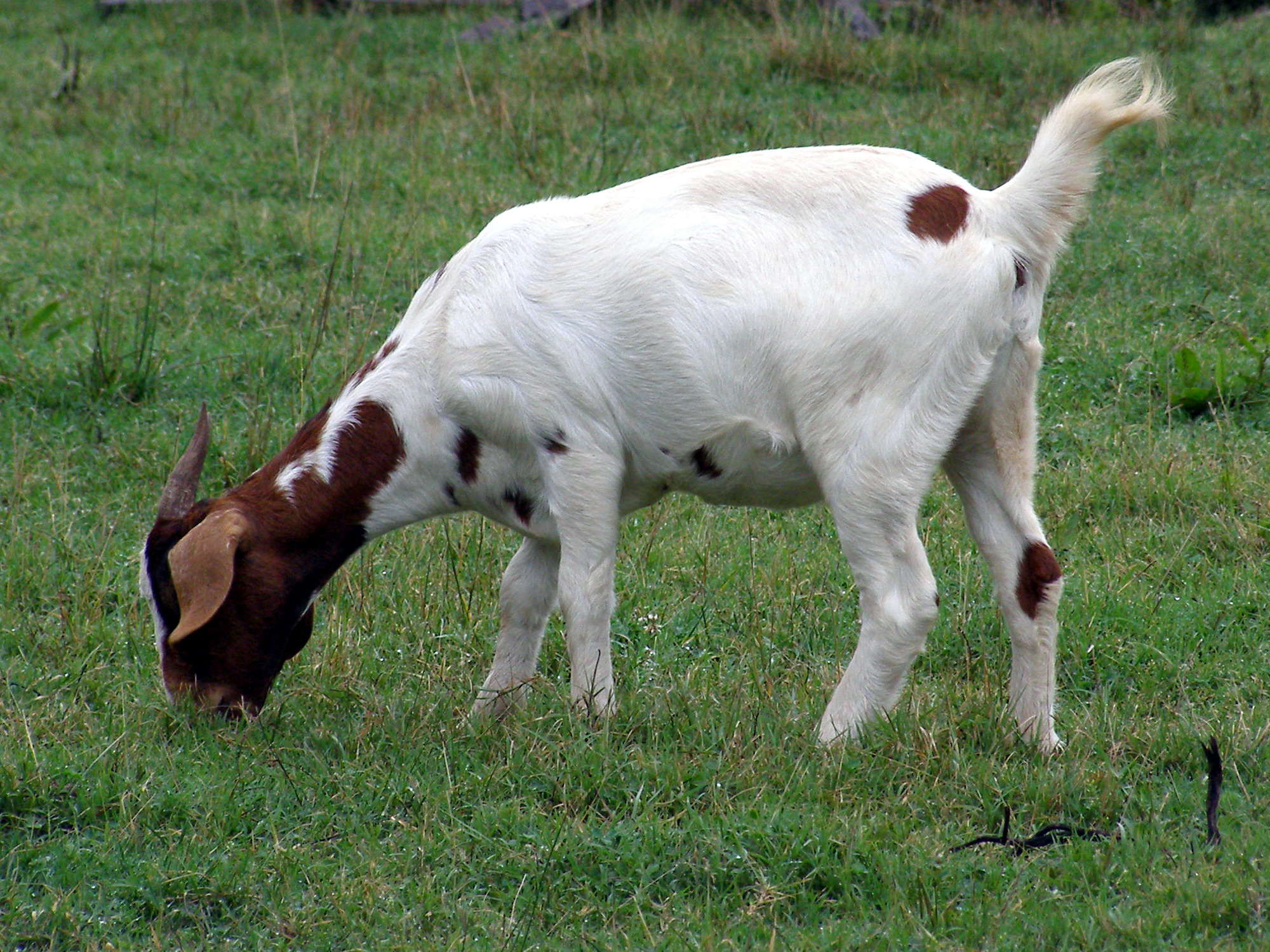 leche de cabra