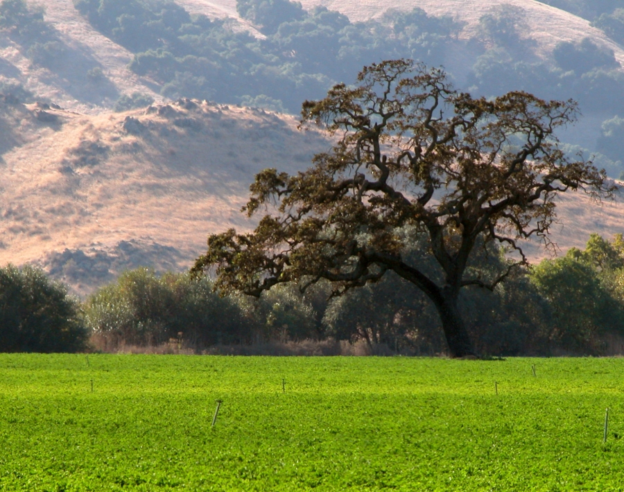 campo