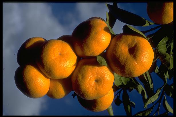 Cítricos_Mandarinas en el árbol