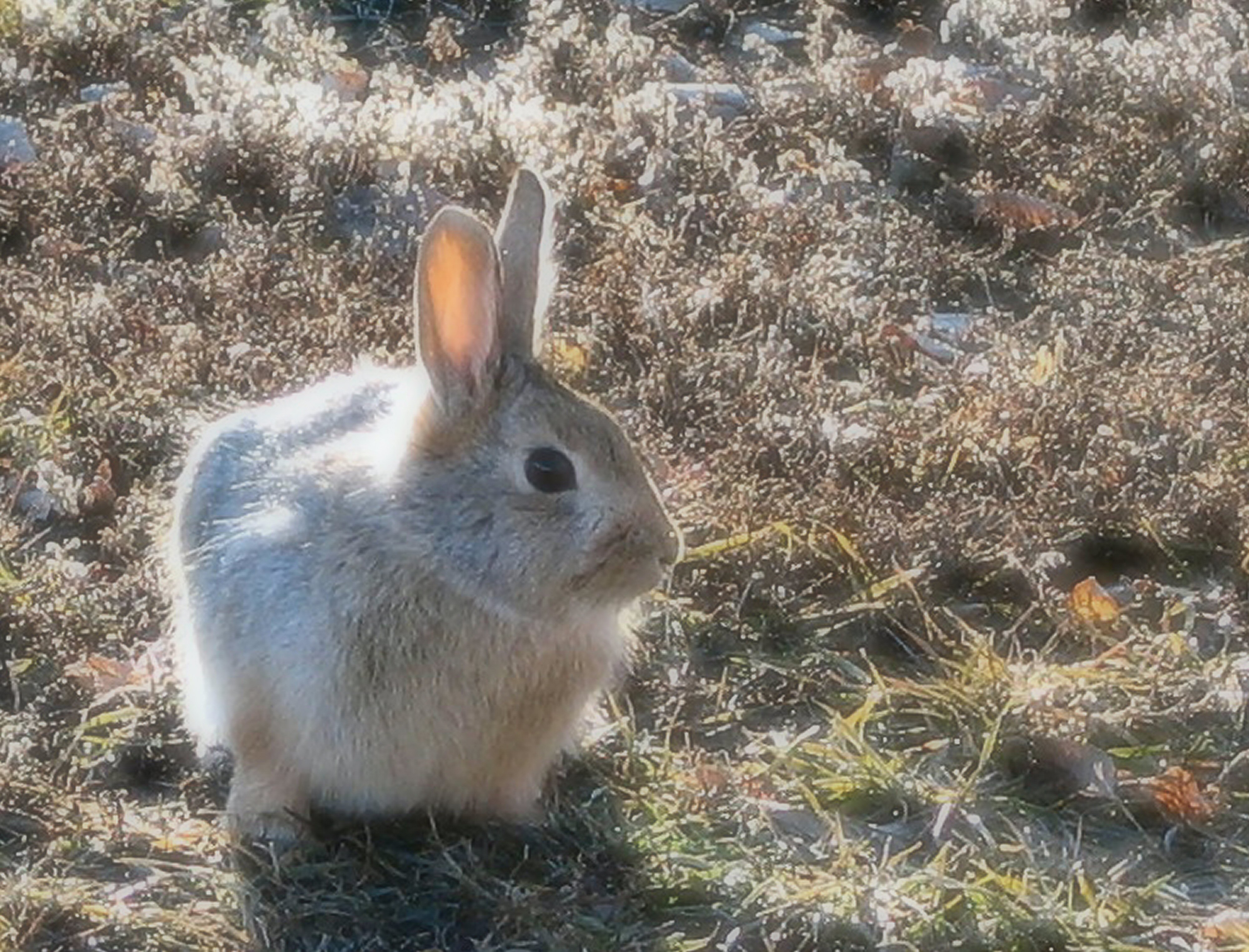 conejo