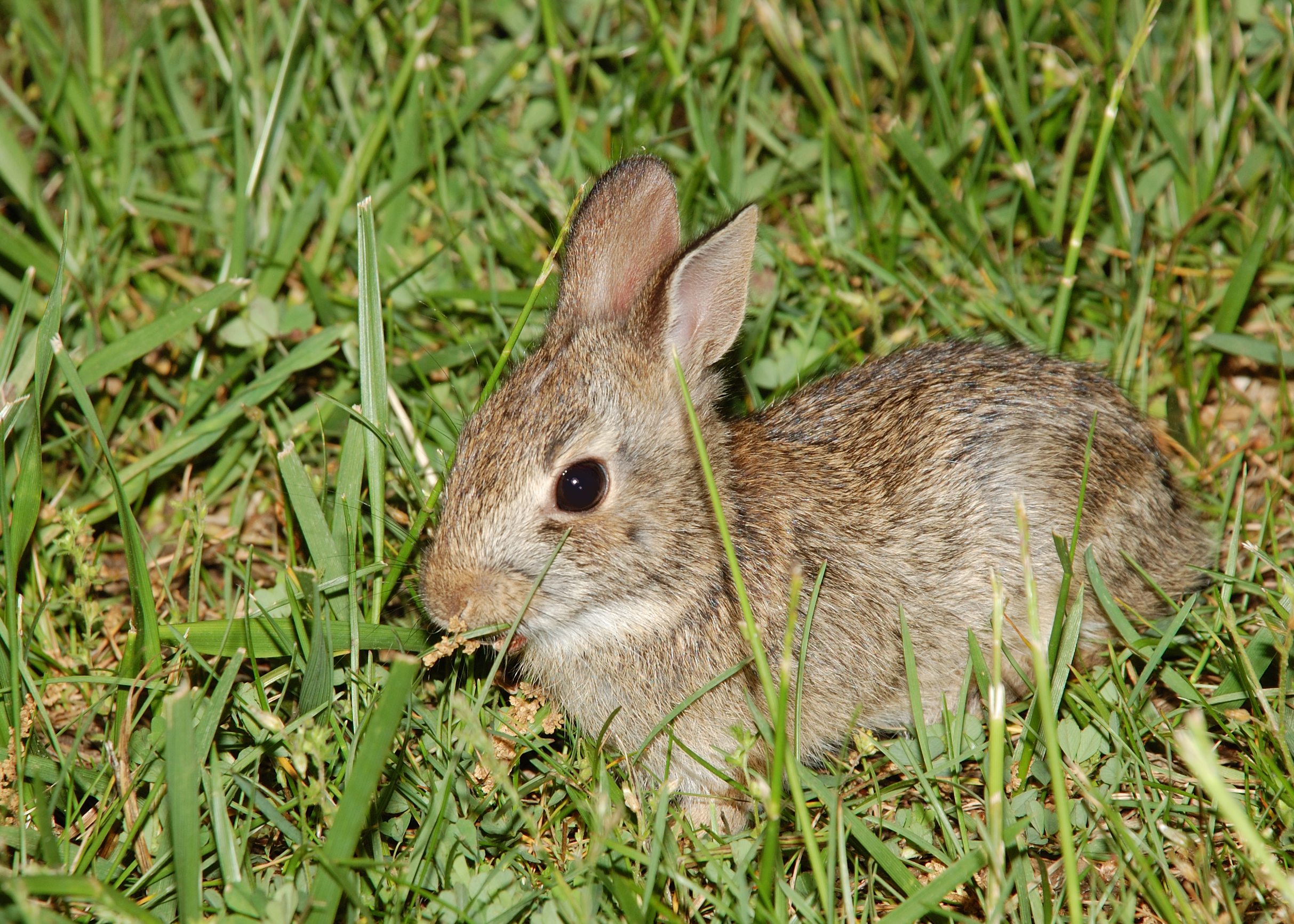 conejo