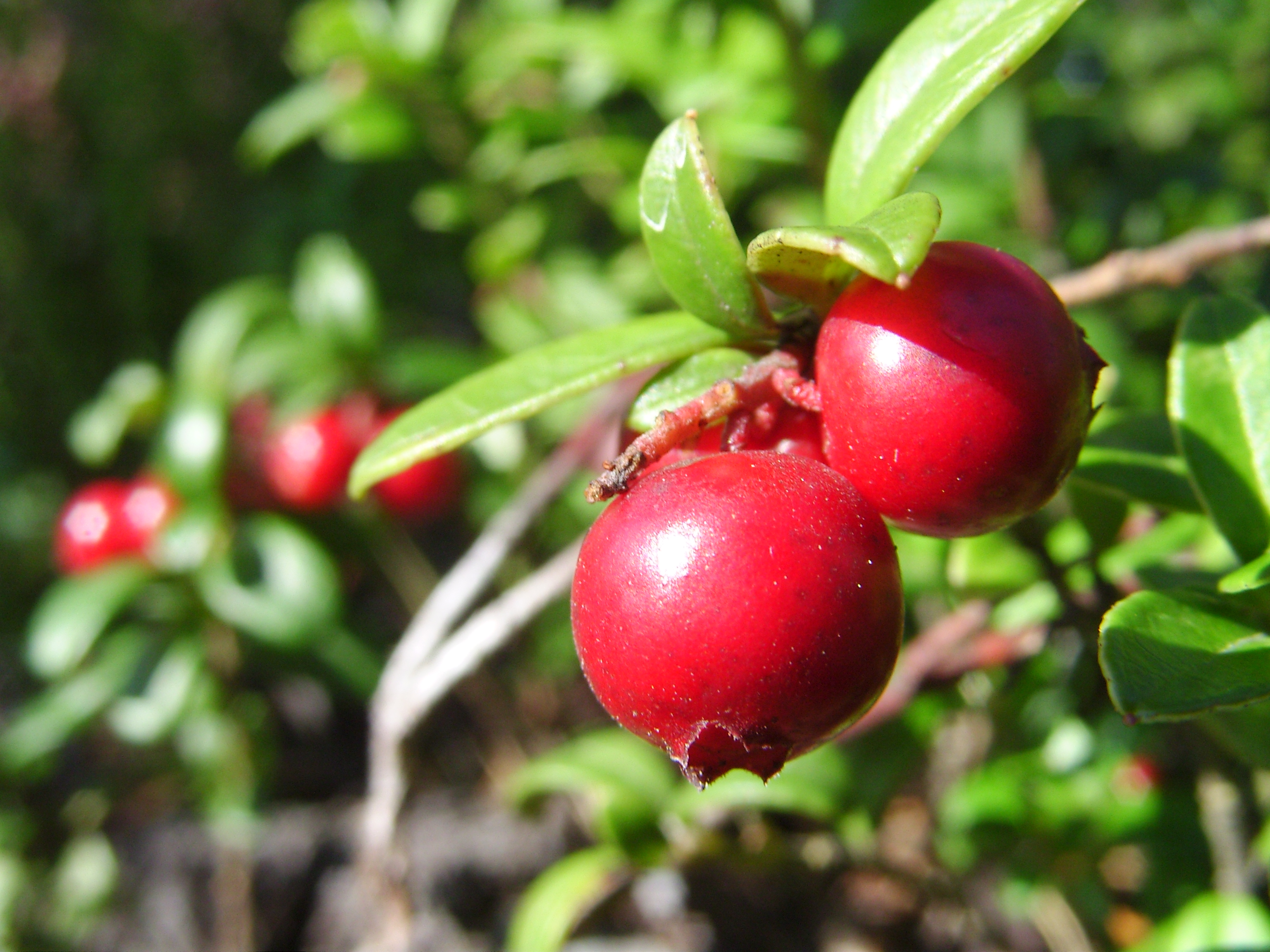 arandanos rojos