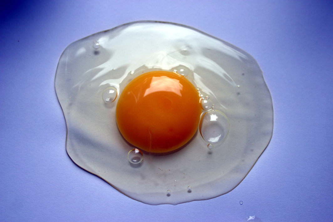 egg