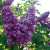 Lilacs