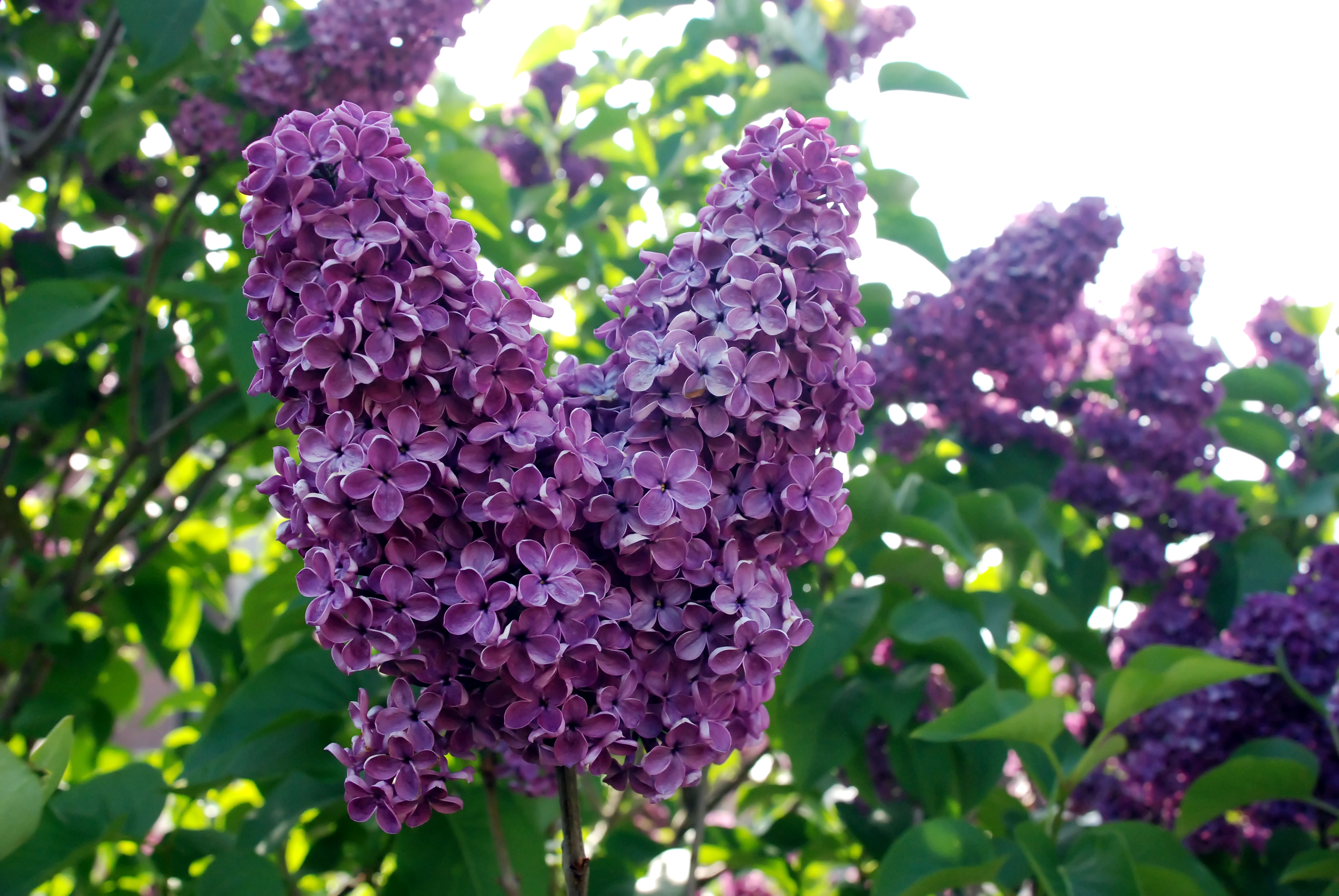 Lilacs