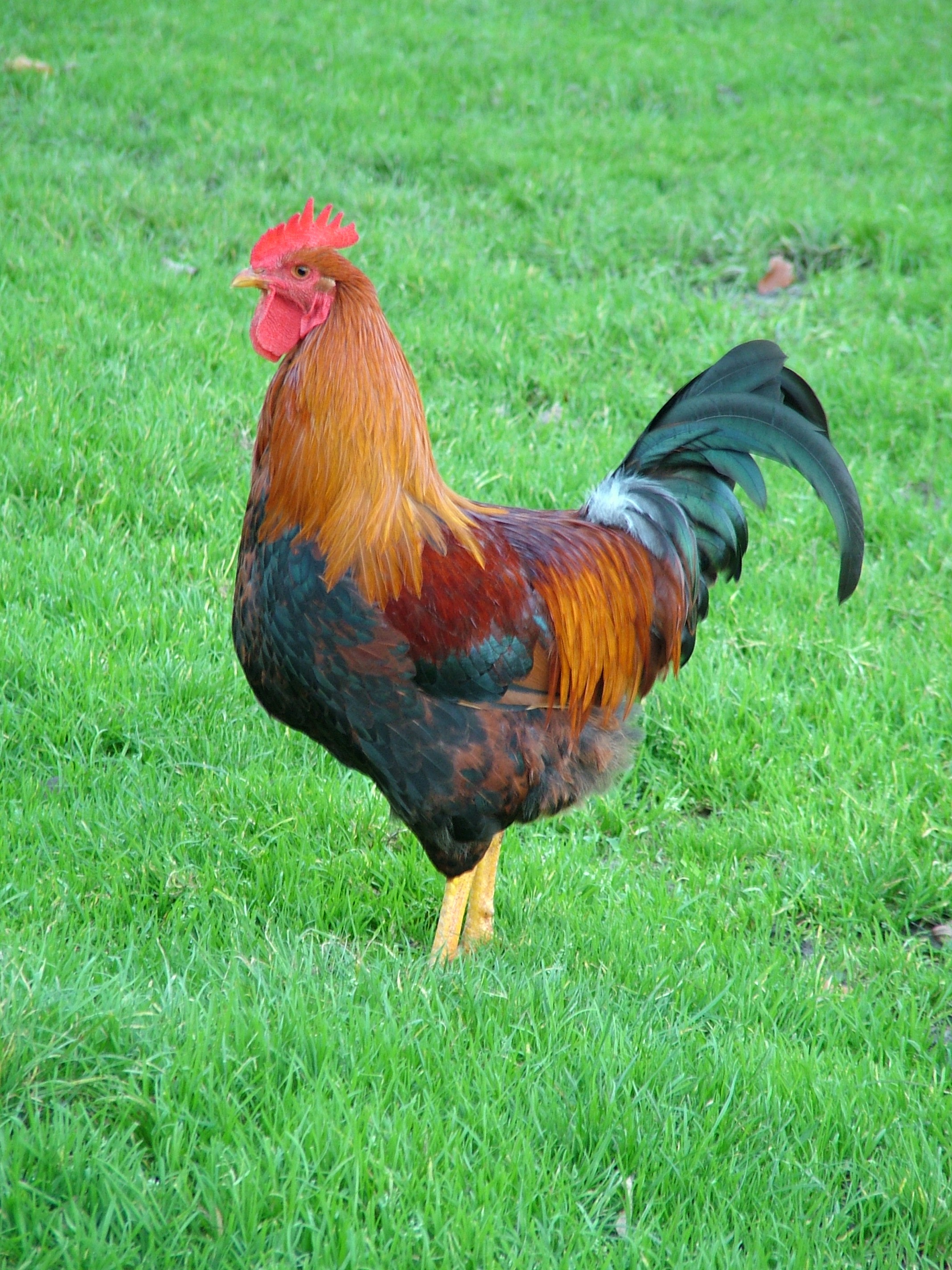 gallo