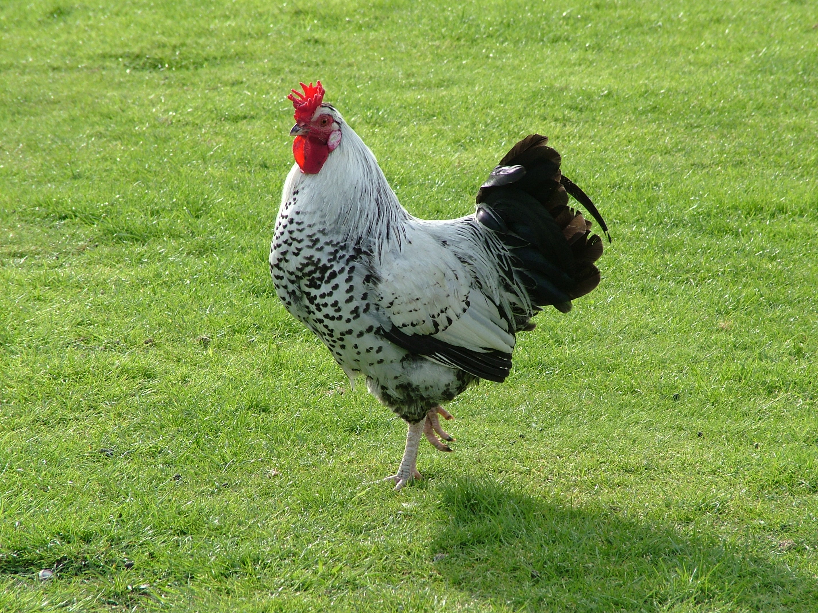 gallo