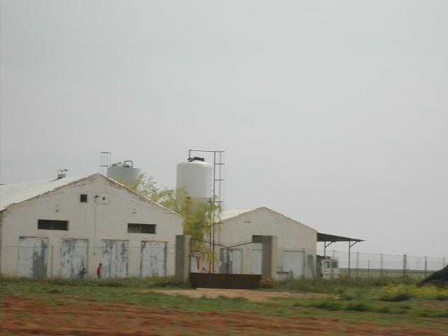 granja porcina