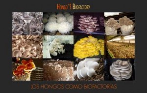 hongos comestibles y medicinales