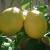 limon