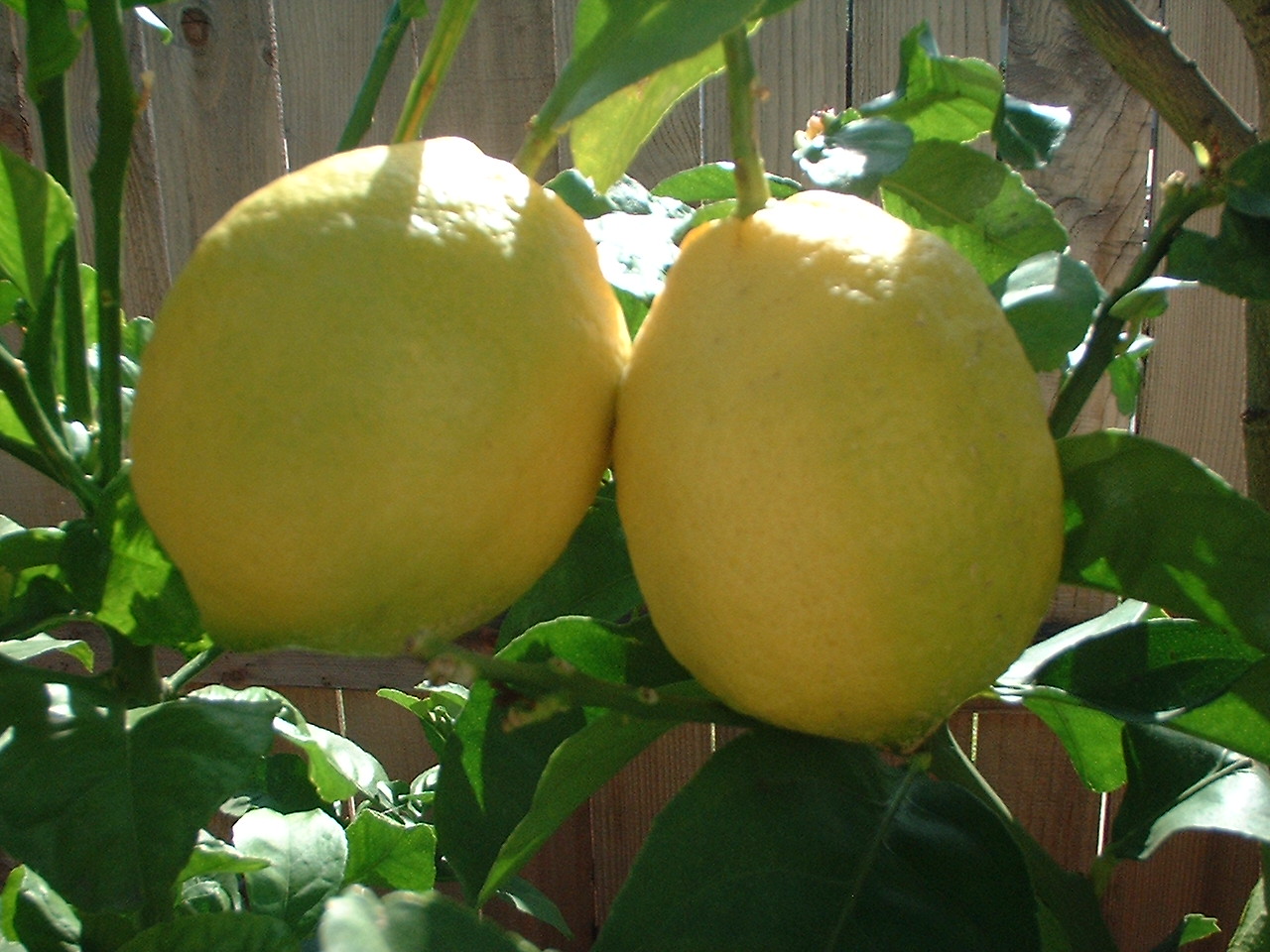 limon