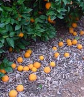 naranjas caídas por las últimas heladas_Foto.Ava-Asaja