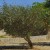 olivetree