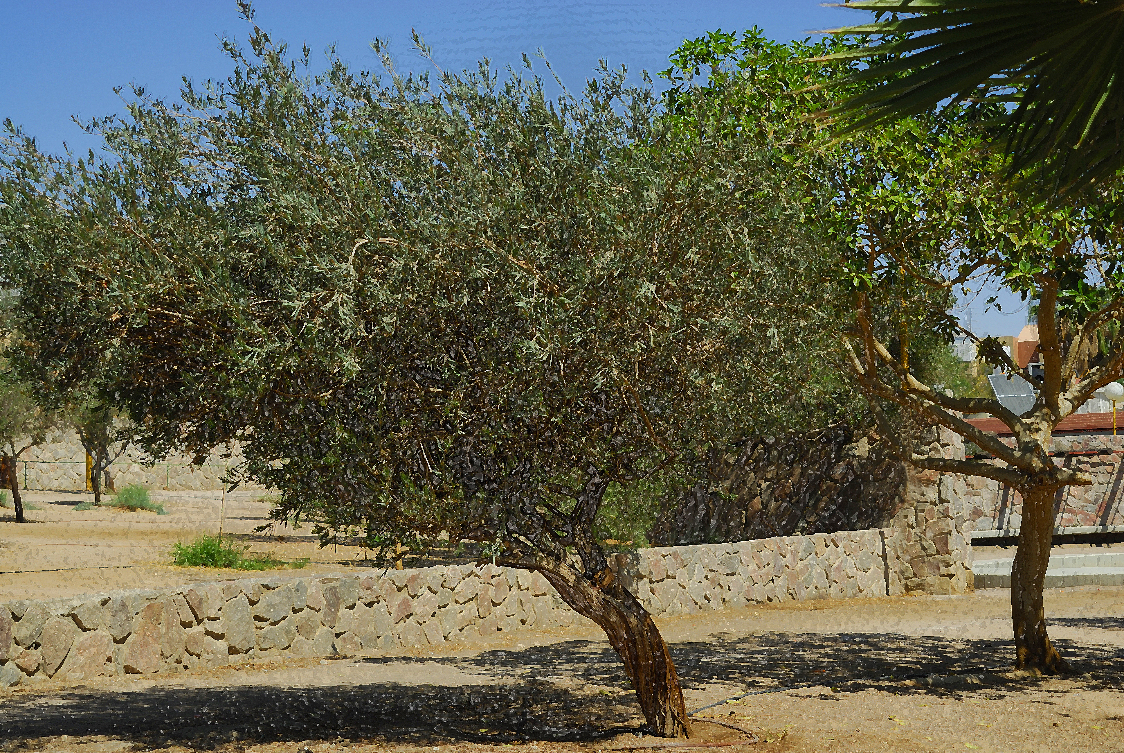 olivetree