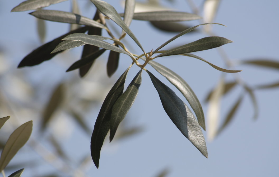 olivo