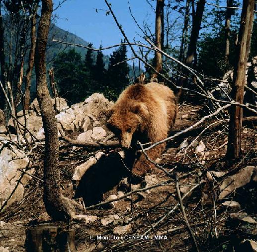 Imagen del oso pardo en su hábitat