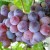 uvas