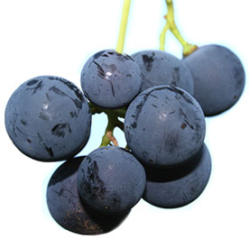 uvas-bobal