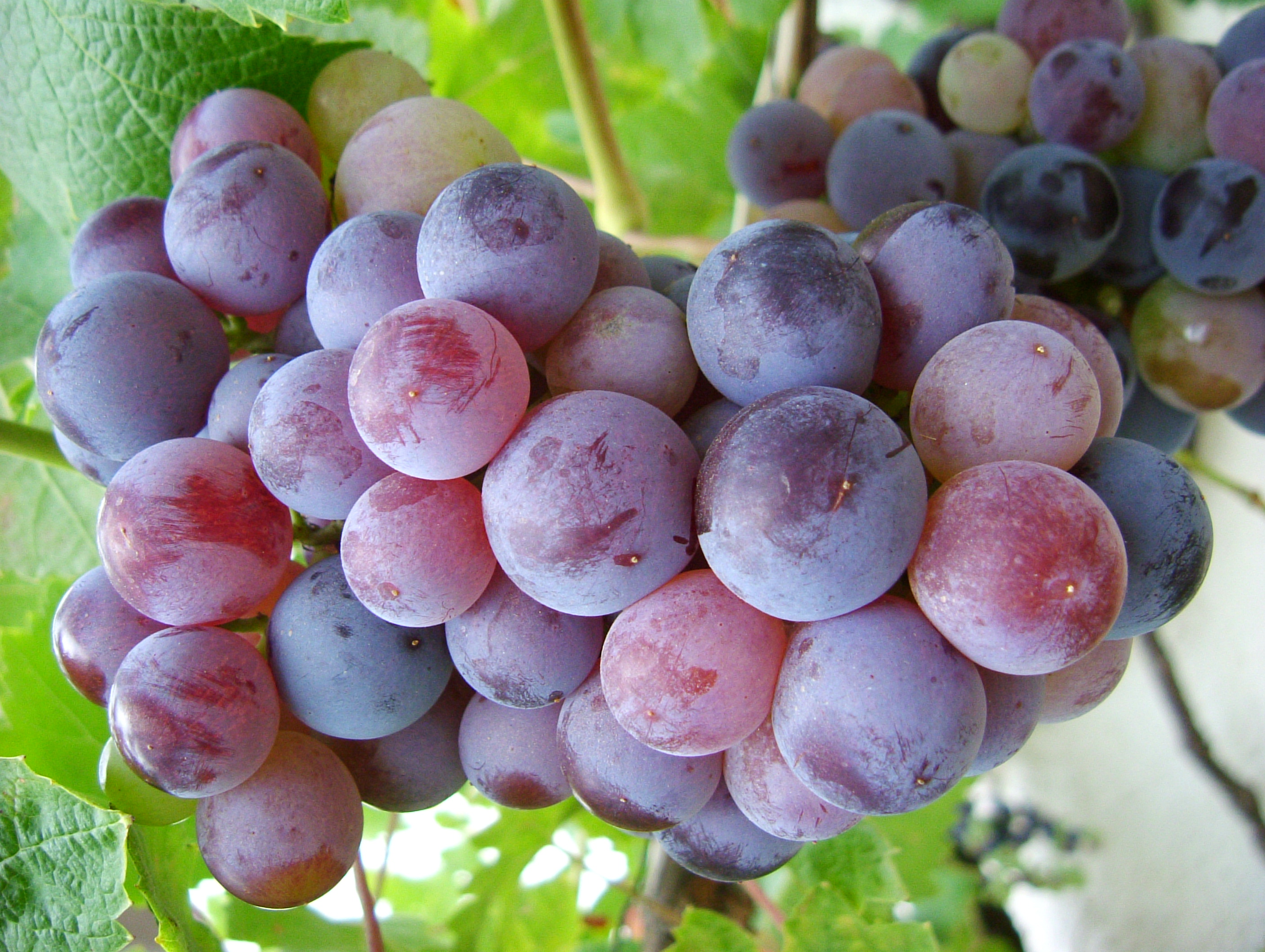 uvas