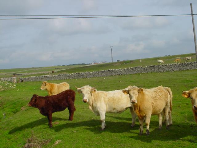 vacas pastando_manejo extensivo del ganado